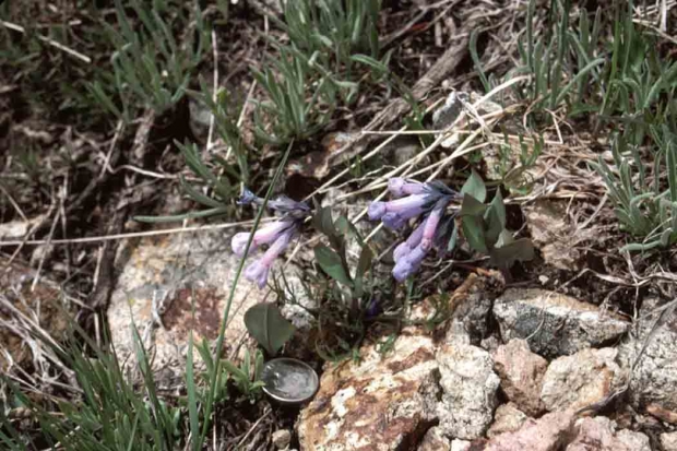 Long-flowered Bluebell (Mertensia longifloria)